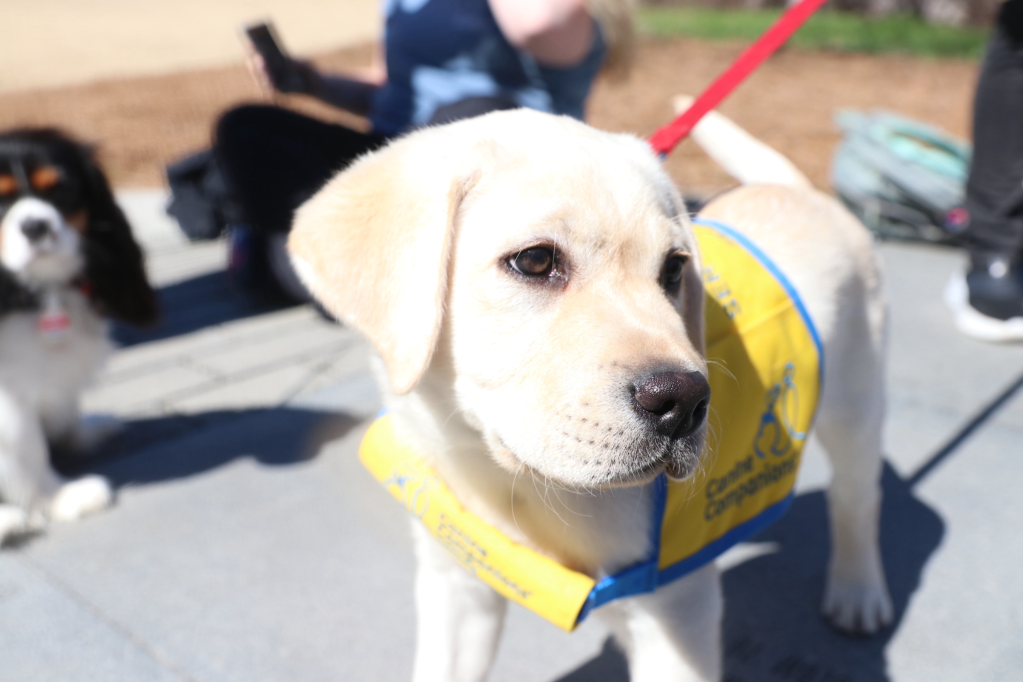 A yellow lab puppy on a red leash stands in the Grady College lawn.