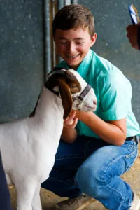 A boy smiles as he looks down at a goat he is preparing to show at the fair.