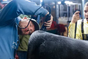 A boy shaves the top of a cow that he is about to prepare to show at a fair.