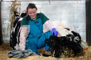 A woman wearing gloves and overalls smiles and looks down a new born calf.